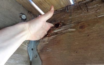 Repair or Replace My Deck